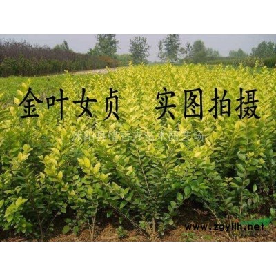 金叶女贞,江苏金叶女贞,金叶女贞照片