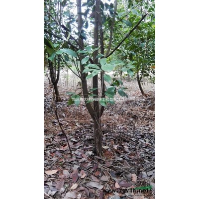 江西供应大量5公分低分支红叶石楠