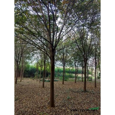 香樟、榉树、朴树、乌桕、广玉兰、樱花、红叶石楠、雪松等