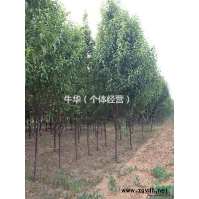 低价出售4-7cm龙柱碧桃！