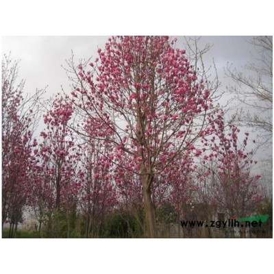 紫薇落叶乔木，四季种植，花期长。3―16公分