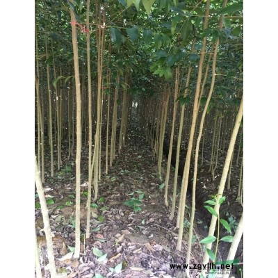 供应大叶女贞二公分至四公分苗健壮。湖北省潜江市