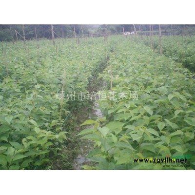 2014年本场特色小苗——特速生红花紫薇已经上市，欢迎订购