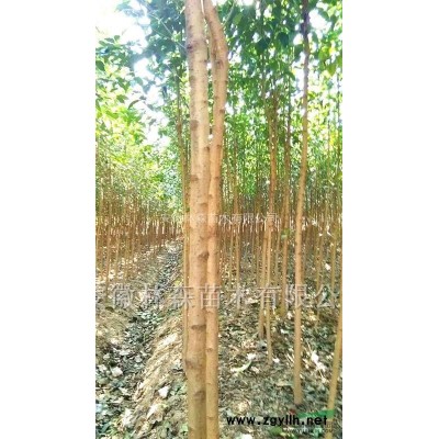 桂花金桂6米左右冠幅急售