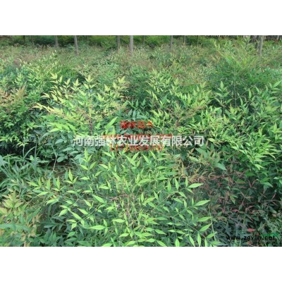 供应2-7公分白腊