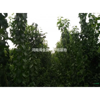 河南地区供应1——7公分黄山栾