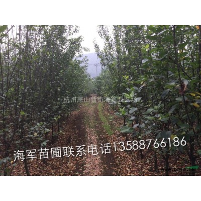 供应大量3到8公分垂丝海棠，西府海棠