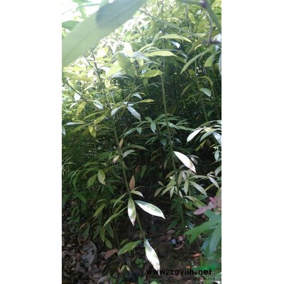 供应樟树苗，夹竹桃，罗汉松