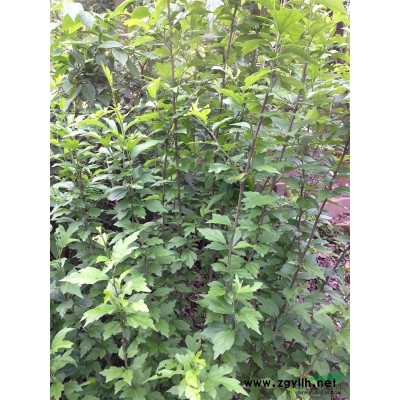 观赏石榴，地径3-5公分，高2-2.5米，冠幅1-1.5米。