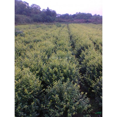 黄杨，黄杨图片，黄杨价格