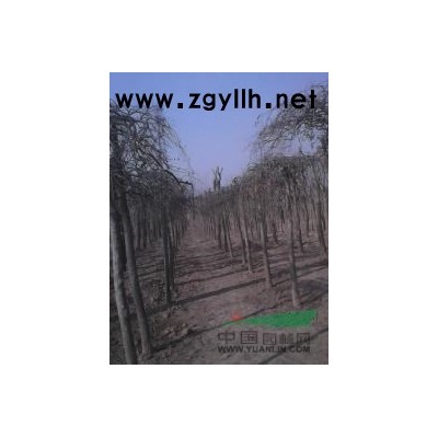 精品 国槐 法桐 三角枫 海棠