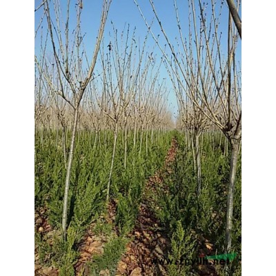 南阳镇平供应10000棵密枝大冠幅河南桧