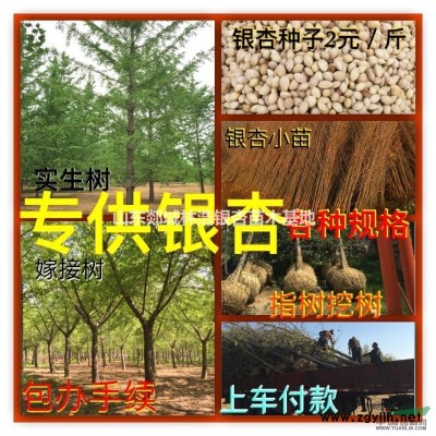 专供银杏各种规格