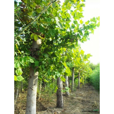 5公分法桐8公分国槐价格