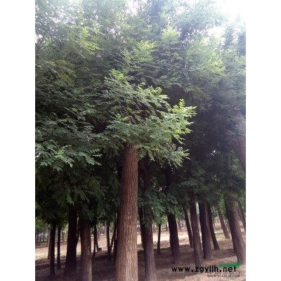 皂角价格 皂角树是绿化苗木