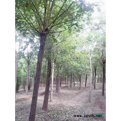长期供应国槐、金叶槐、金枝槐、法桐，白蜡