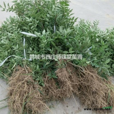 韩城市新品种狮子头无刺大红袍花椒苗批发哪里有地址