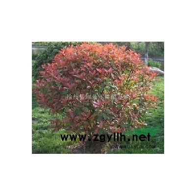 江苏地区 供应40-100公分 红叶石楠球