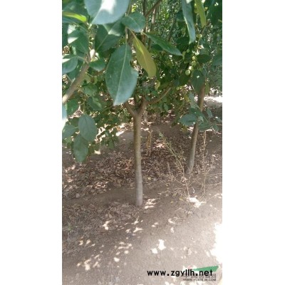 青岛平度常年供应樱花，西府，冬红，绚丽海棠等各种绿化苗木