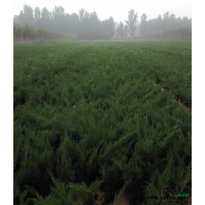 供应各种规格沙地柏