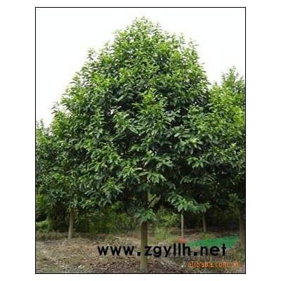 水杉报价/浙江水杉报价