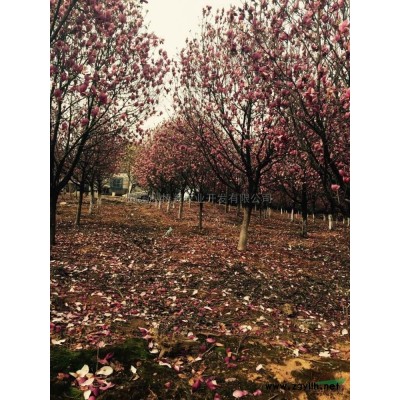 安徽樱花基地*新报价/樱花基地图片