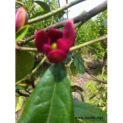 红花含笑杯苗高20-40、每棵2.5元量大面议