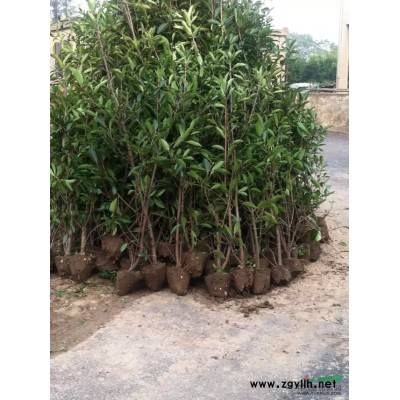 常年供应 法国冬青-青珊瑚