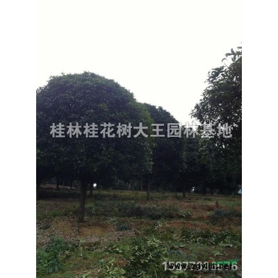 21公分八月桂*新报价