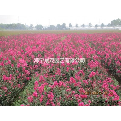 预订垂枝樱花扦插苗