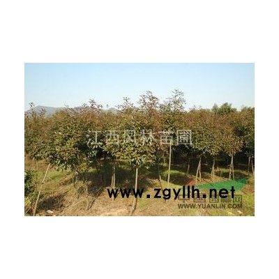 5公分紫薇上车价50要的速度联系