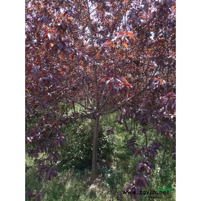 陕西地区 冠幅80  红叶李 地笼子