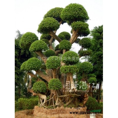 海南海口龙子苗木基地