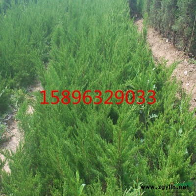 沭阳紫薇供应，紫薇2015*新价格，江苏紫薇绿化苗木