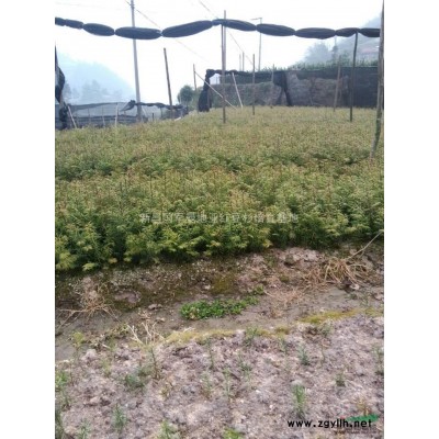 浙江红豆杉小苗供应