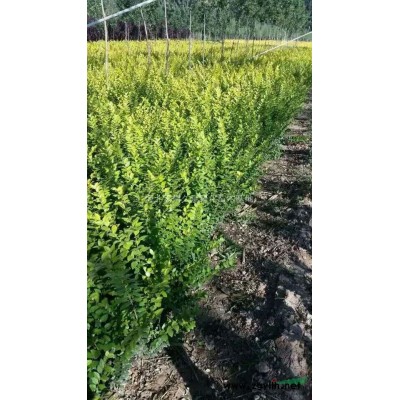 河北衡水市深州市供应:胶东卫矛50高量大