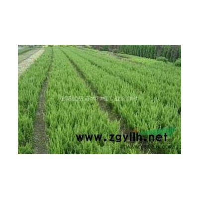 湖南蜀桧基地，优质蜀桧大量出售，*新蜀桧树苗价格