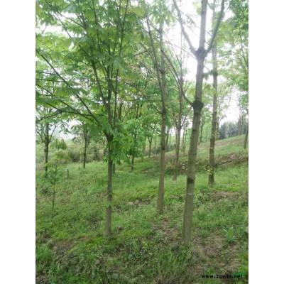 大量低价出售七叶树米 10-18cm