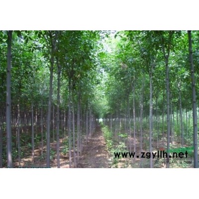 长期供应：速生白蜡，速生国槐，杨树，垂柳，香花槐，油松等