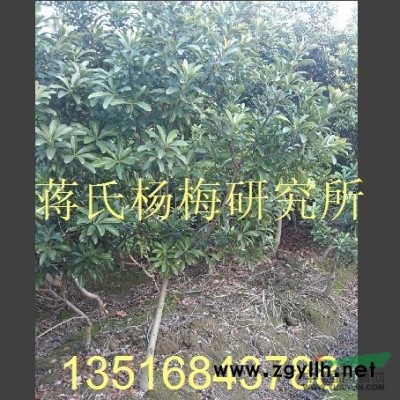 杨梅苗,杨梅苗繁殖技术