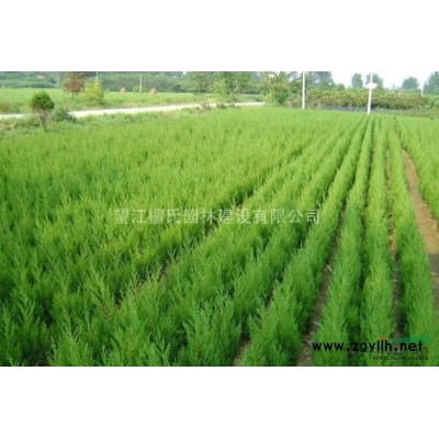 安徽矮桩美人蕉供应 安庆矮桩美人蕉价格 出售矮桩美人蕉