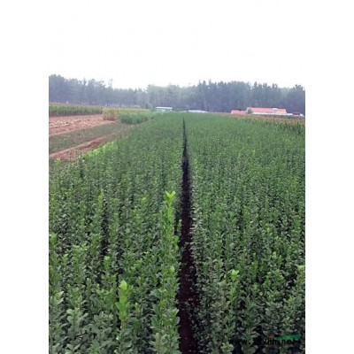 山东地区北海道黄杨1.5米