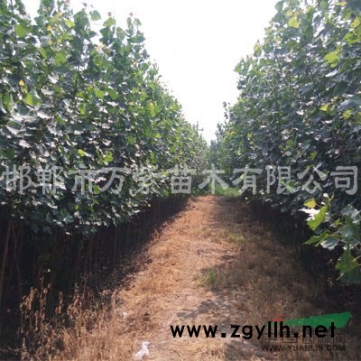 王族海棠,绚丽海棠,亚当海棠,碧桃,紫叶矮樱,木槿,白蜡国槐