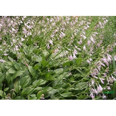 我基地大量供应连翘