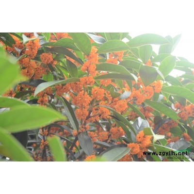 丹桂，金桂，银杏3至30公分直径