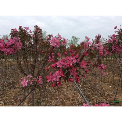 供应大规模垂丝海棠