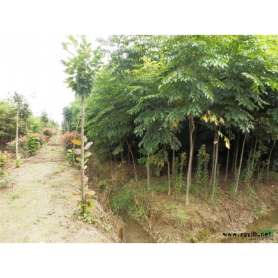 南京地区供应紫薇