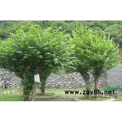 12公分以上美国绒毛白蜡