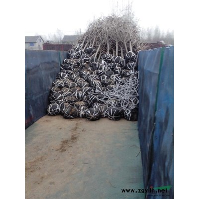 雪松，泰安雪松，山东雪松，雪松价格