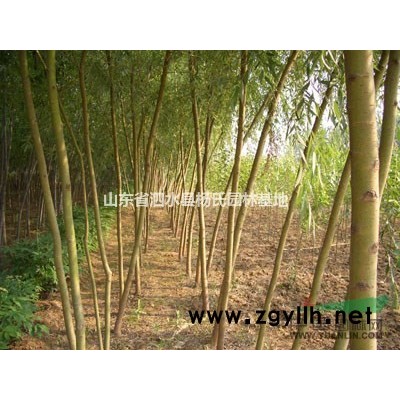 山东泗水杨氏苗木基地位于泗水县，有五角枫，碧桃，龙柏，黄金柳